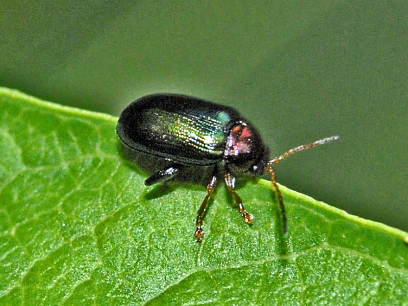 Crepidodera cf.aurata, Chrysomelidae